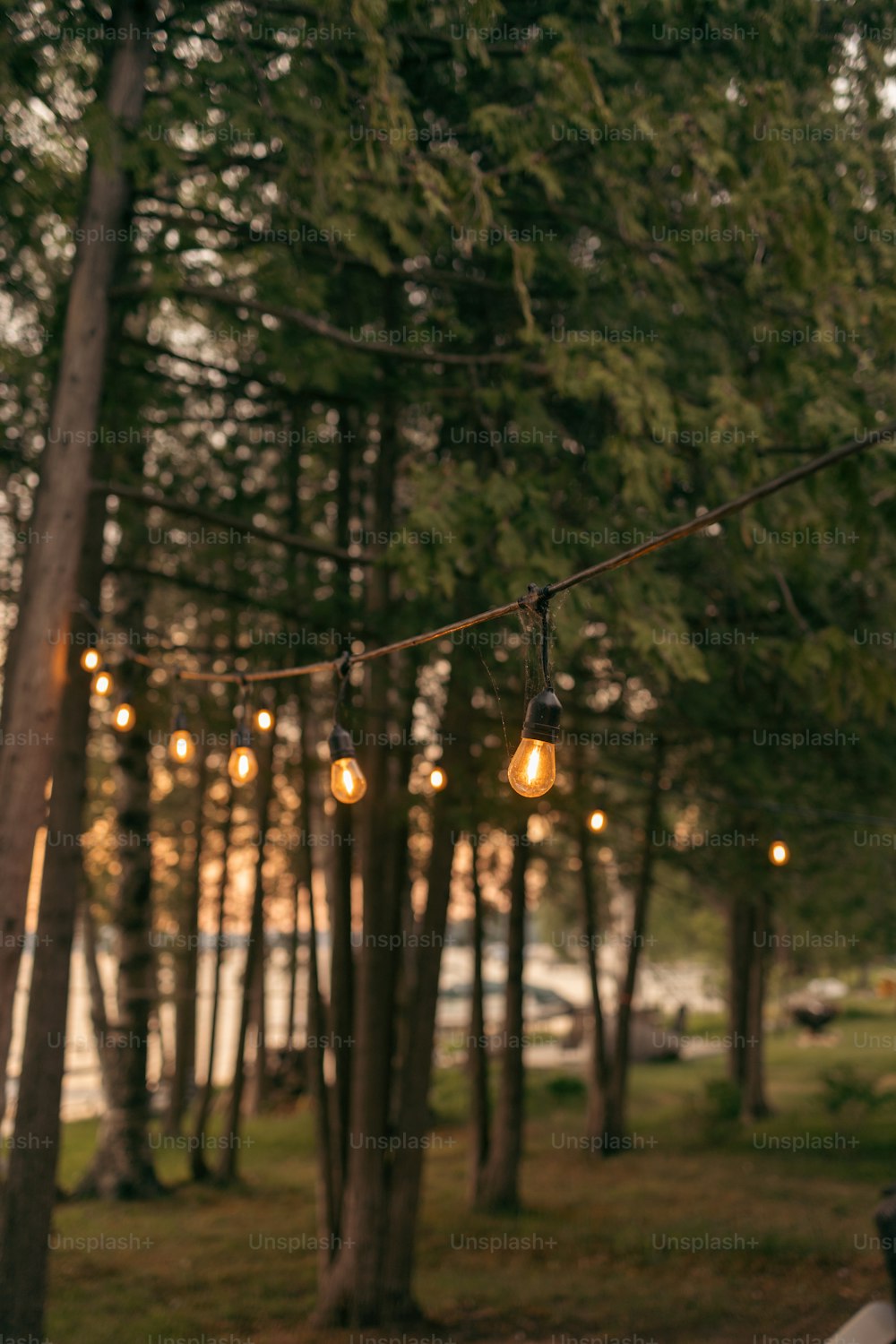 Une guirlande lumineuse suspendue à un arbre