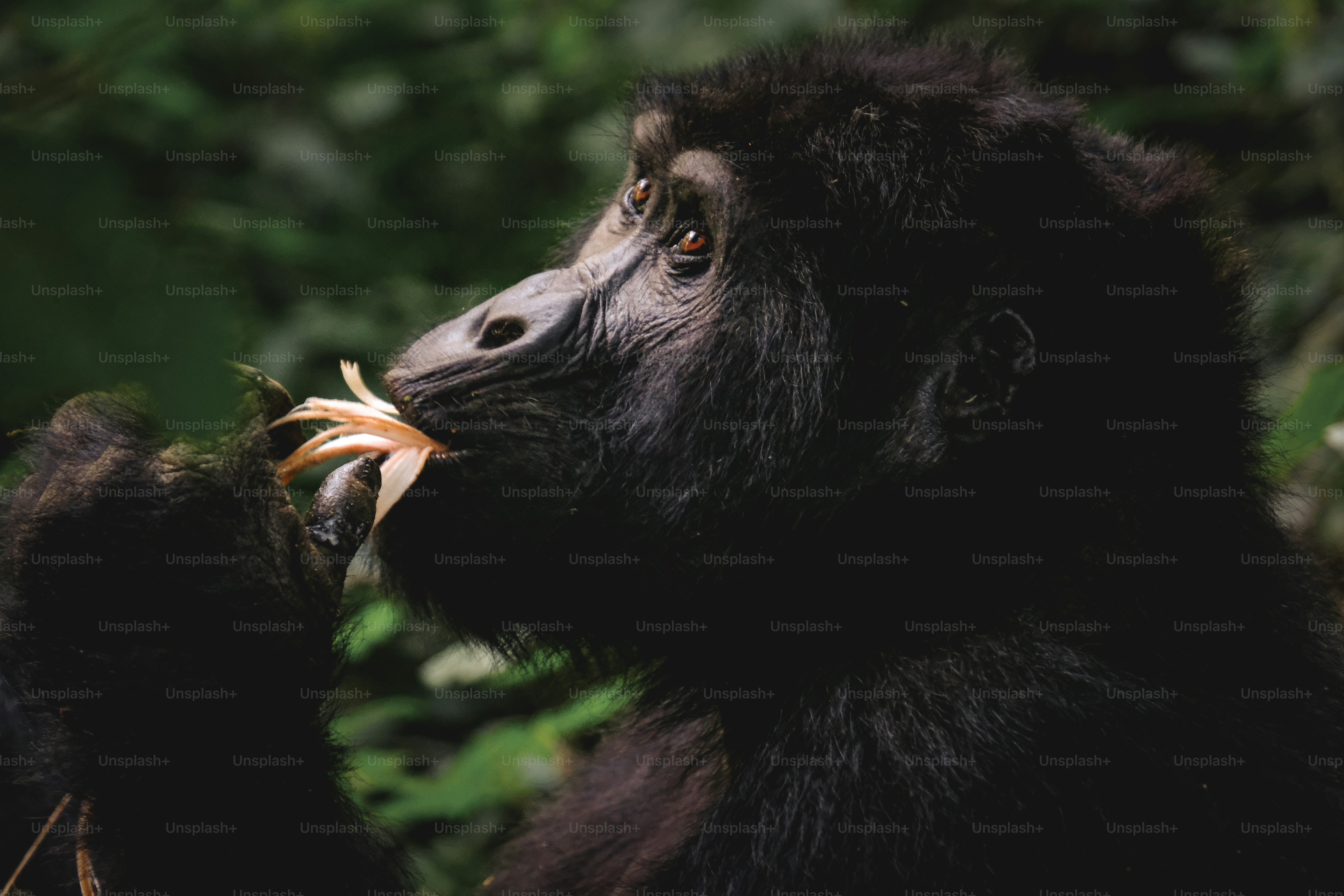 a close up of a monkey eating something