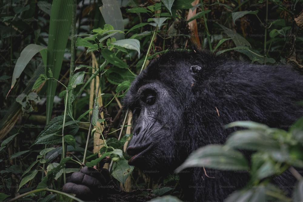 um close up de um gorila em uma floresta