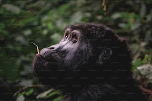 a close up of a gorilla eating a leaf
