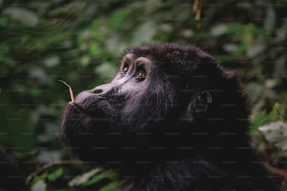 a close up of a gorilla eating a leaf