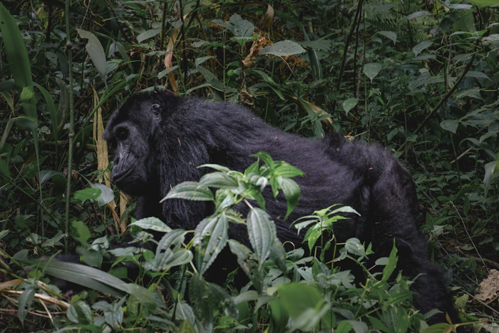 Gorilla trekking in Uganda