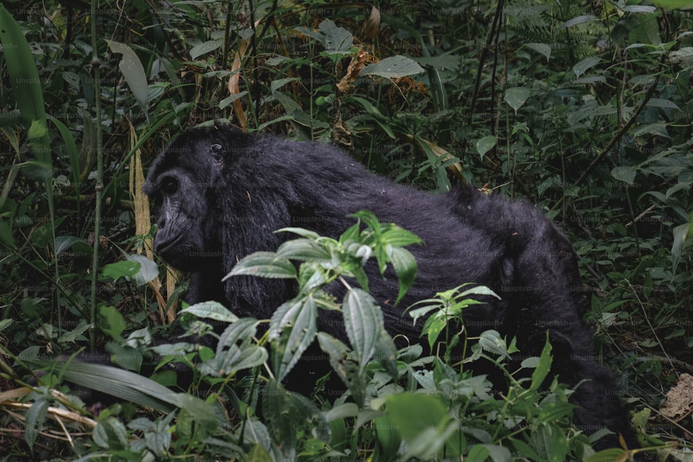 a gorilla laying in the middle of a jungle