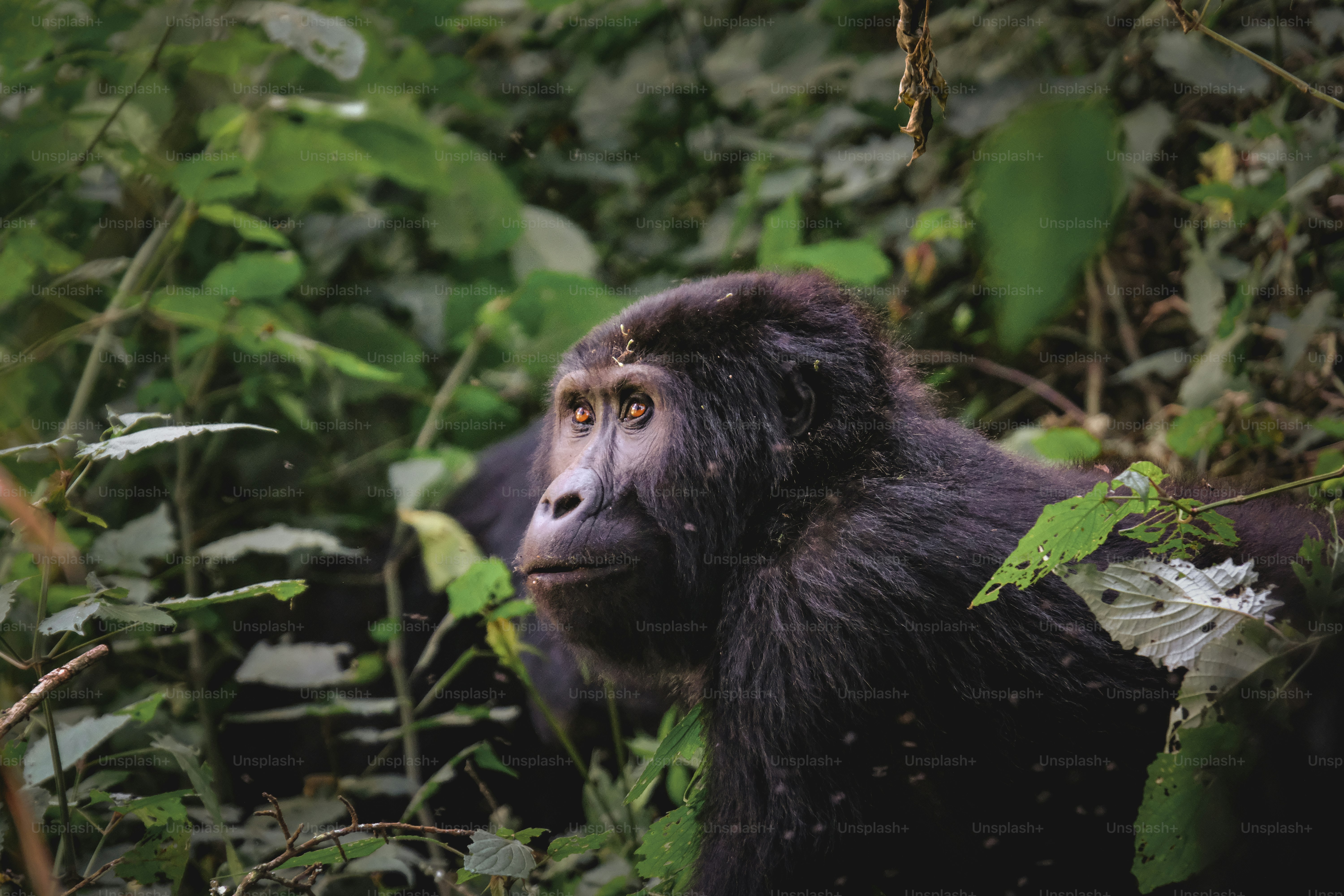 a close up of a monkey in a forest