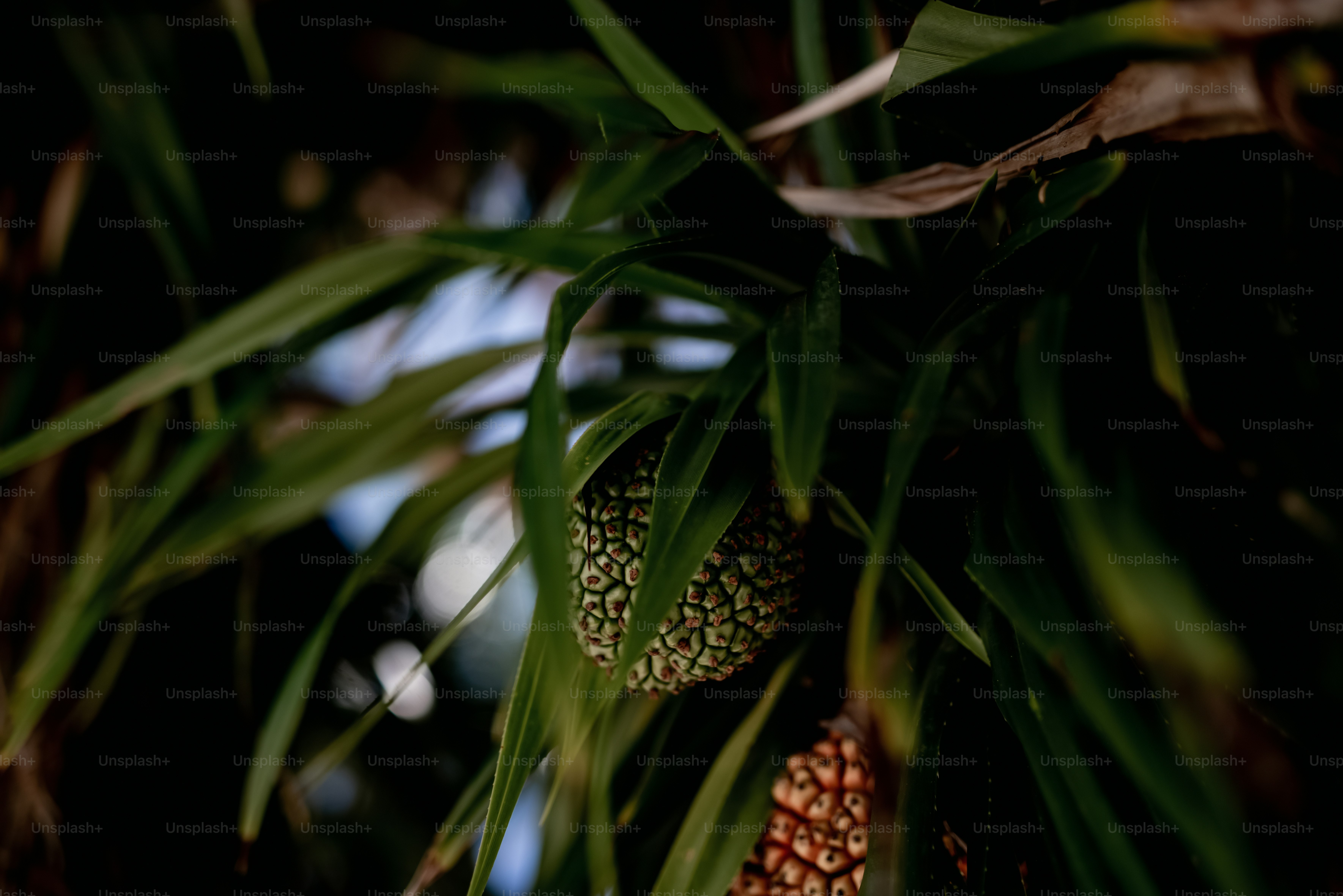 a close up of a plant with leaves