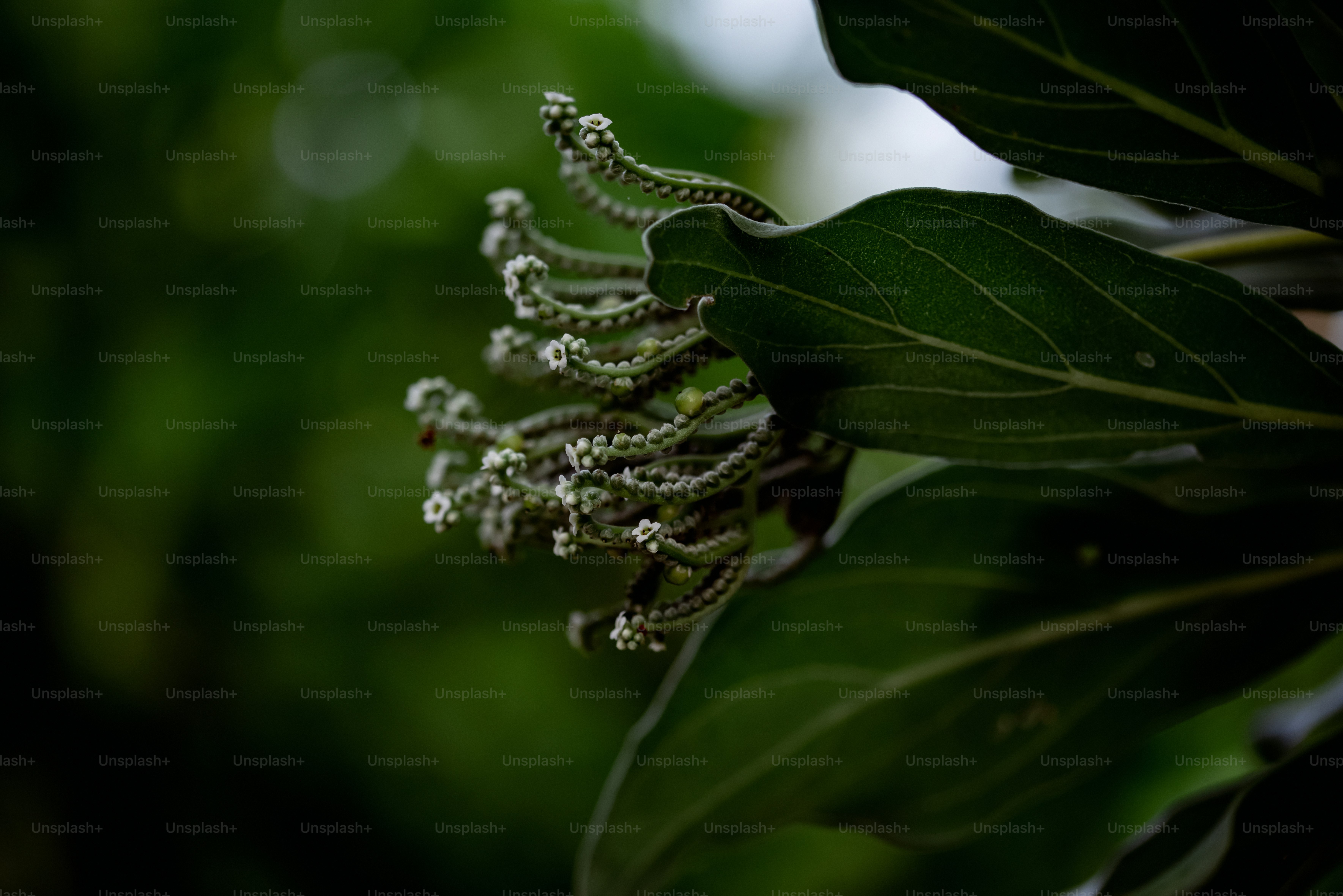 a close up of a flower on a tree