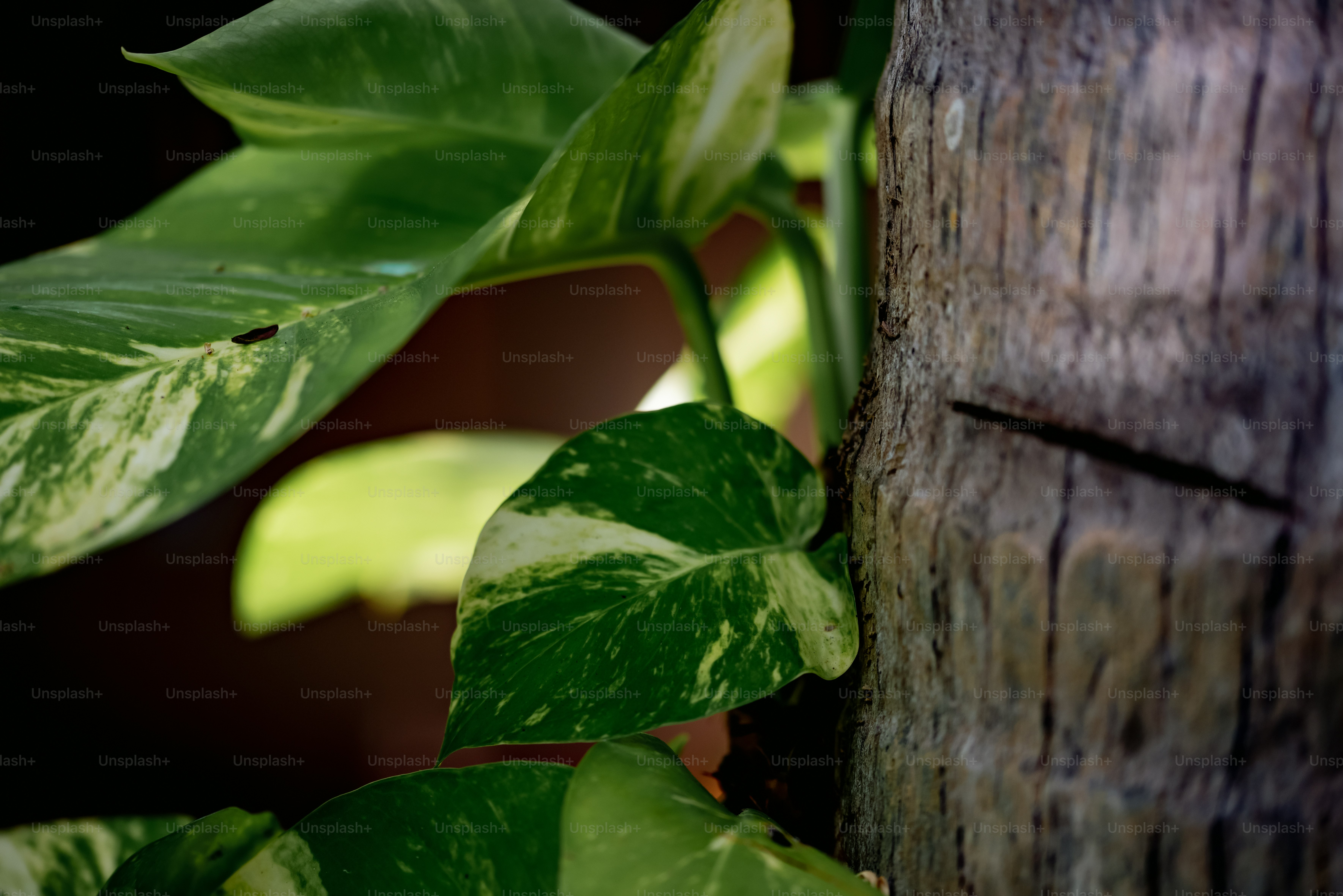a close up of a green plant on a tree