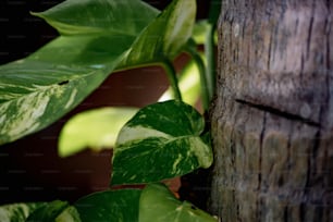 a close up of a green plant on a tree