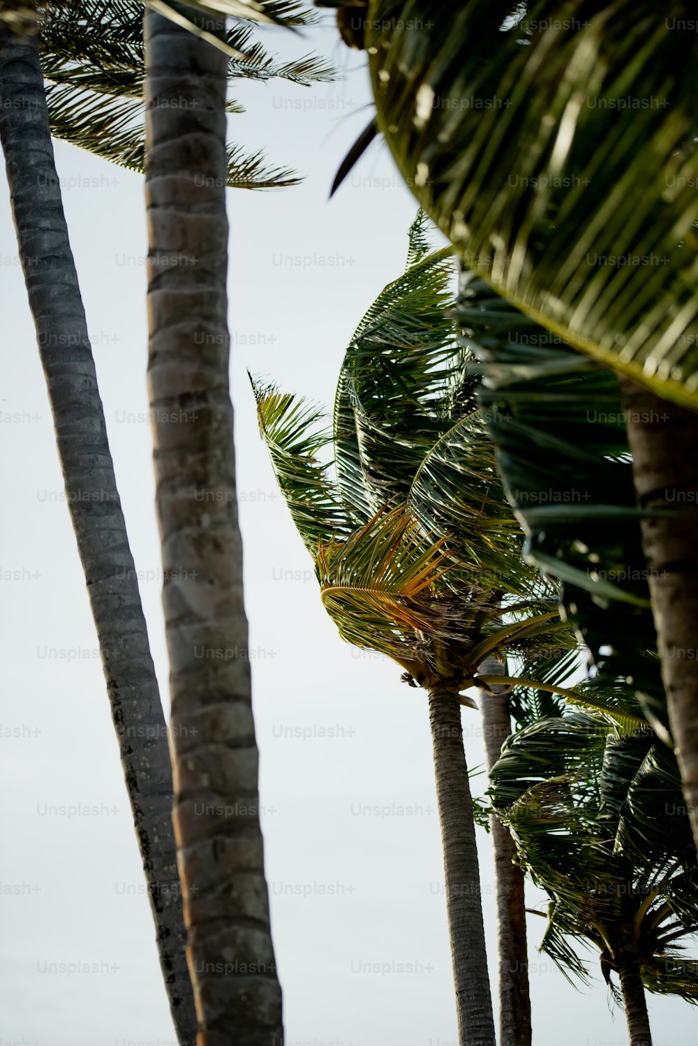 palm trees blowing in the wind on a beach