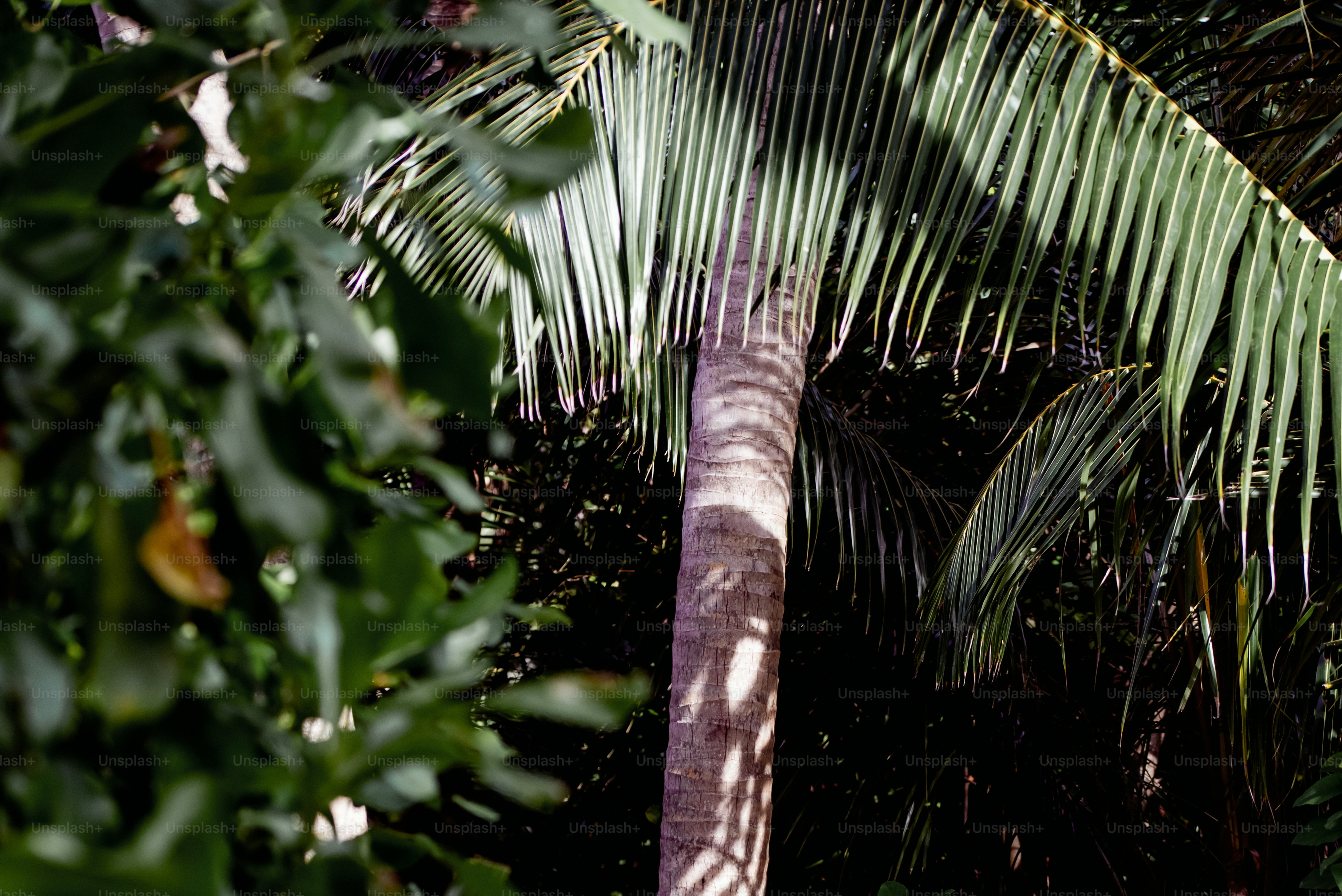 a palm tree in the middle of a jungle