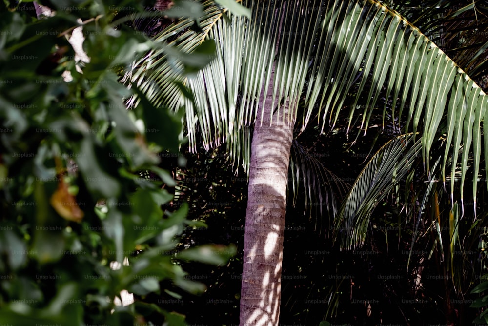 a palm tree in the middle of a jungle