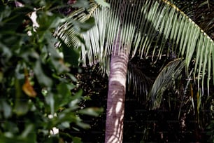 a palm tree in the middle of a jungle