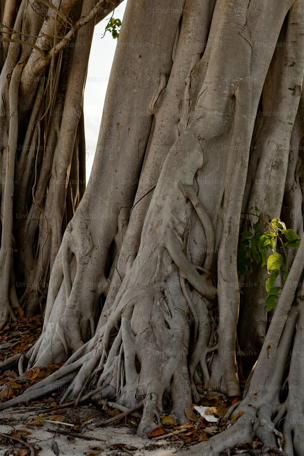 Un grupo de árboles con raíces muy grandes