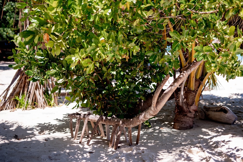 a tree that is growing out of the sand