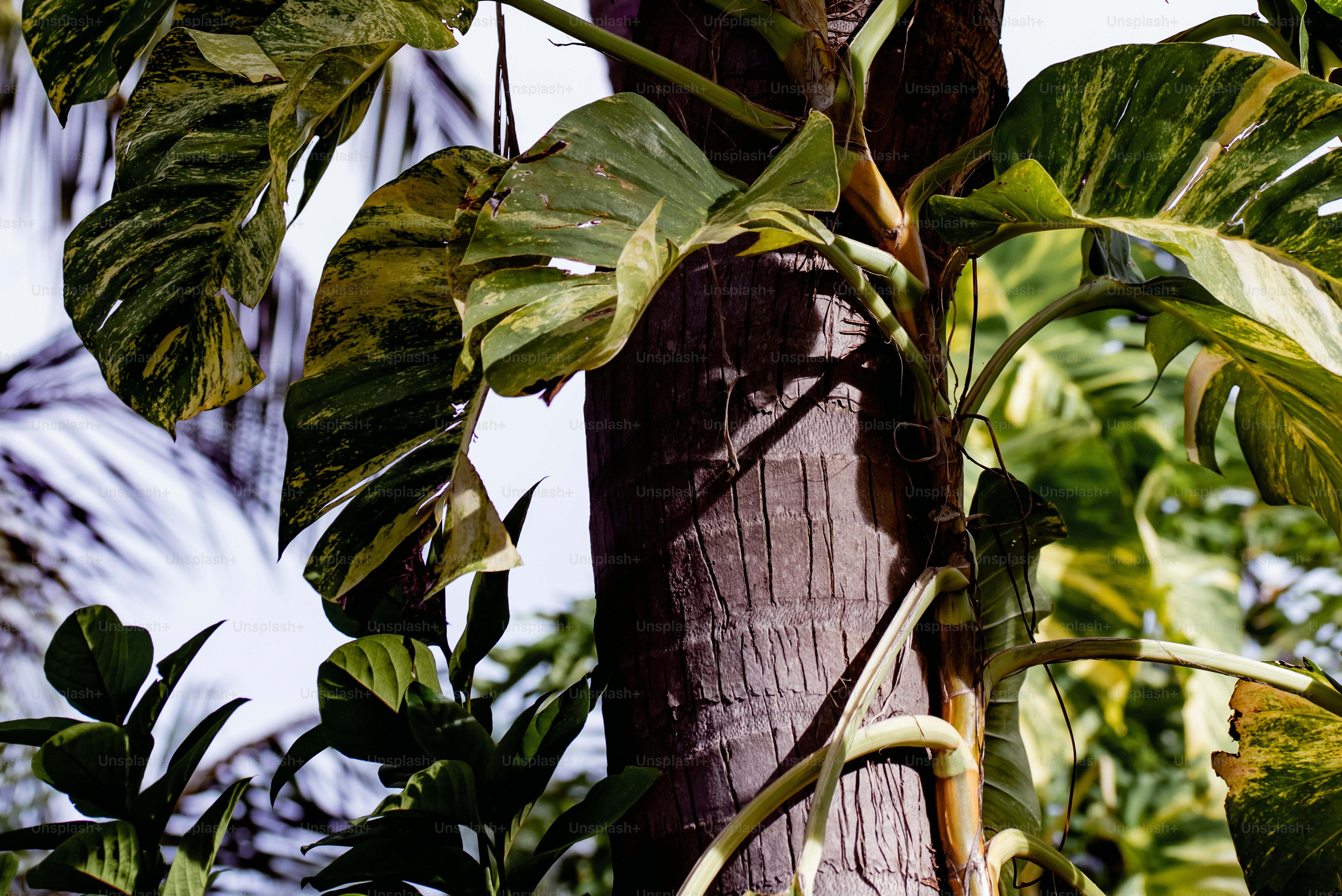 a close up of a tree with leaves on it