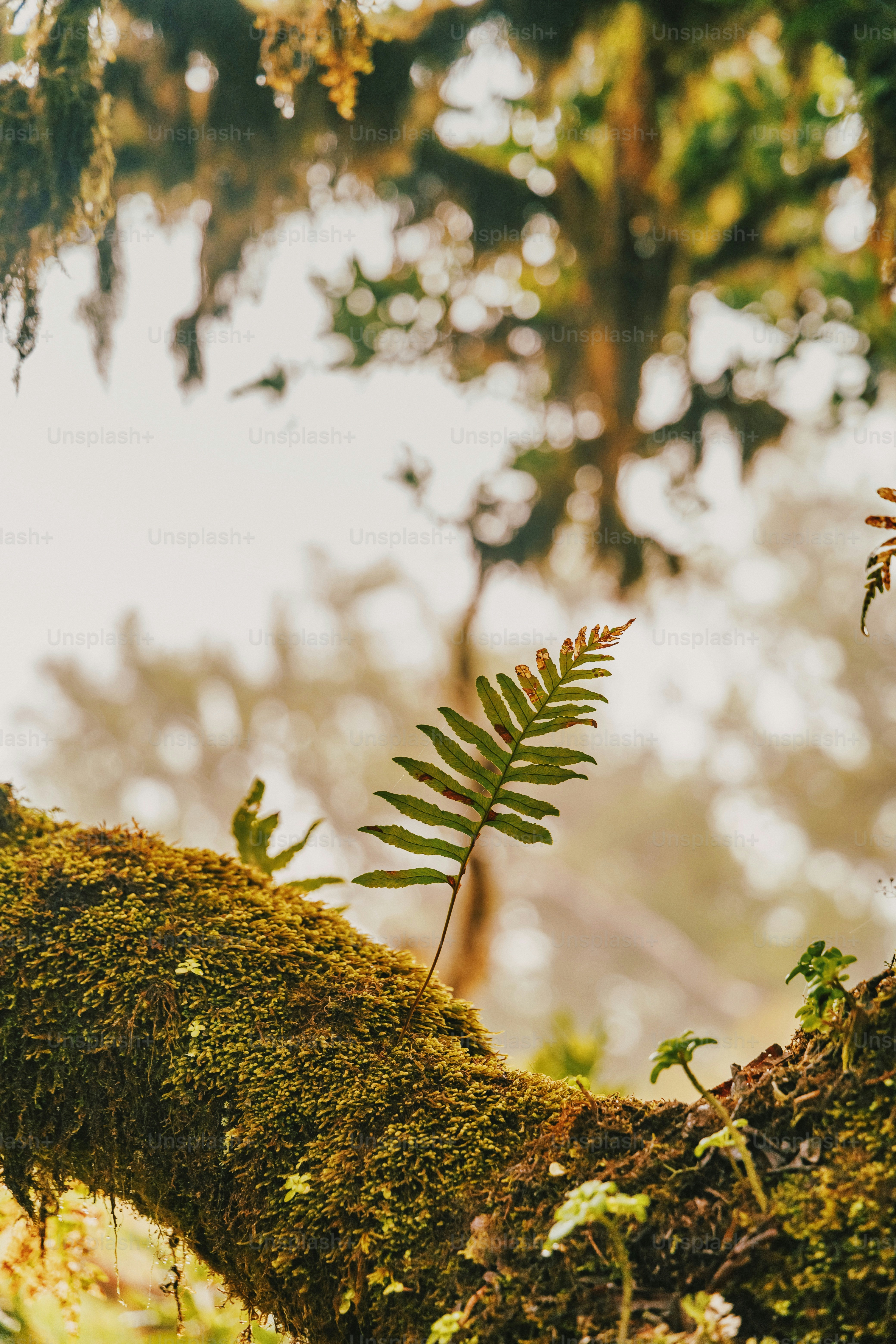 a fern is growing on a mossy tree branch