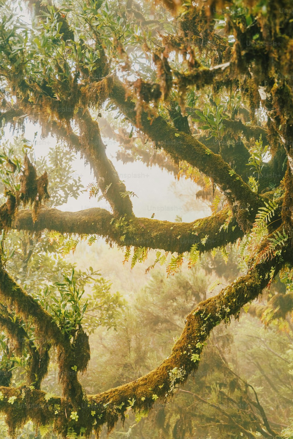 uma floresta cheia de muitas árvores cobertas de musgo