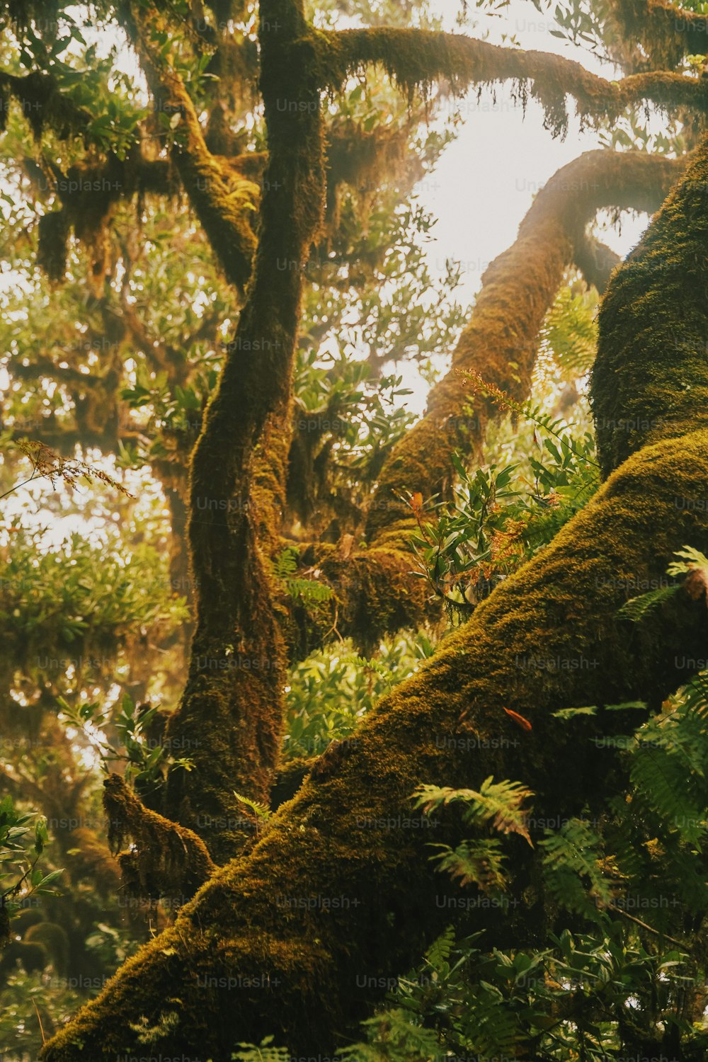 uma árvore coberta de musgo em uma floresta