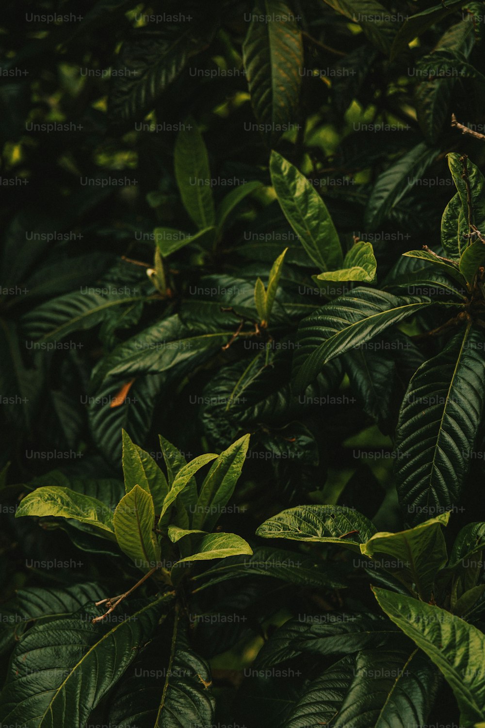 30k+ Tropical Forest Pictures  Download Free Images on Unsplash