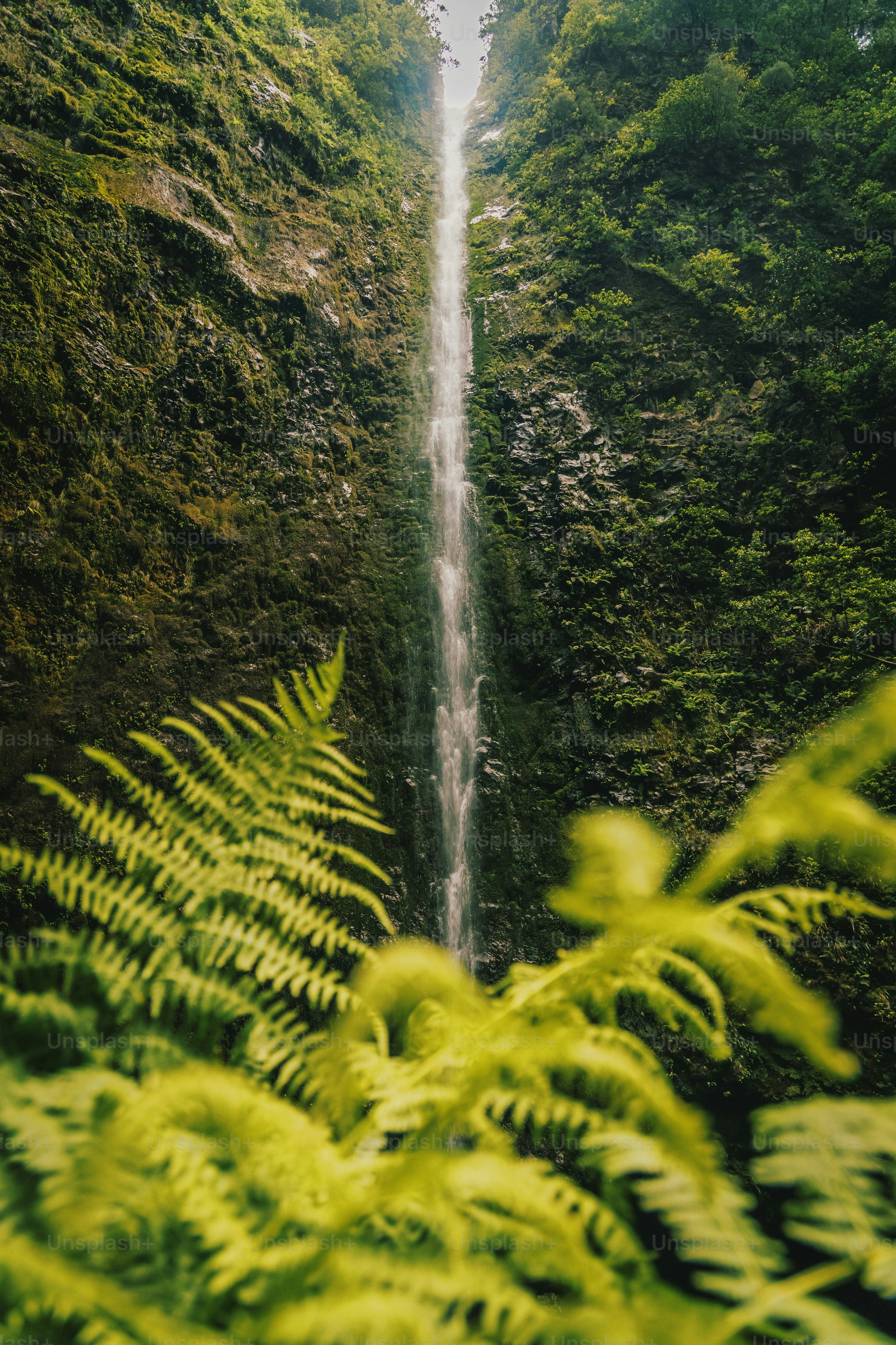 a waterfall in the middle of a lush green forest