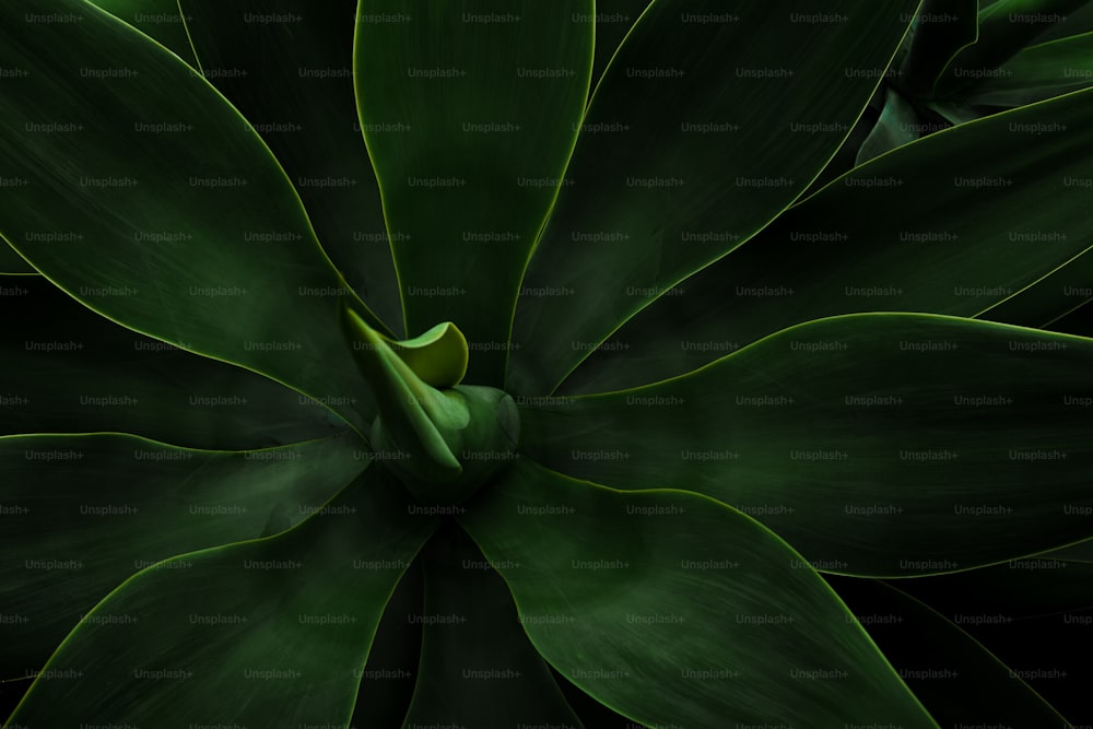 a close up of a green plant with leaves