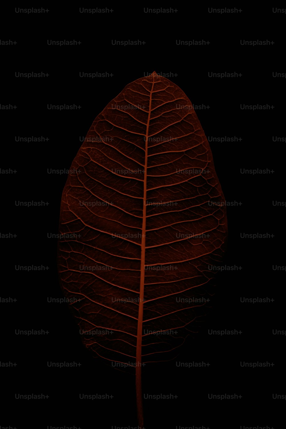 a red leaf on a black background