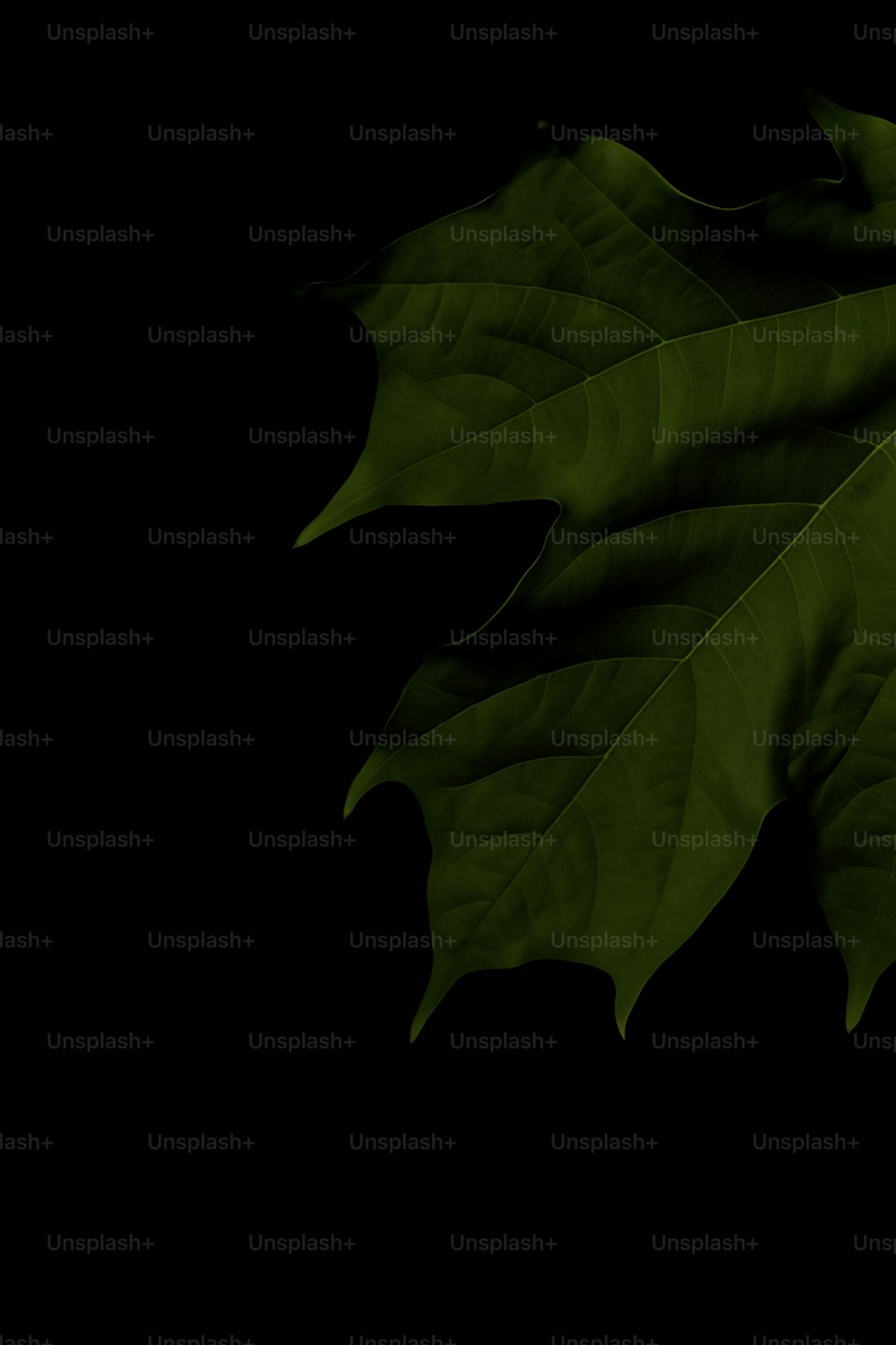 a green leaf on a black background