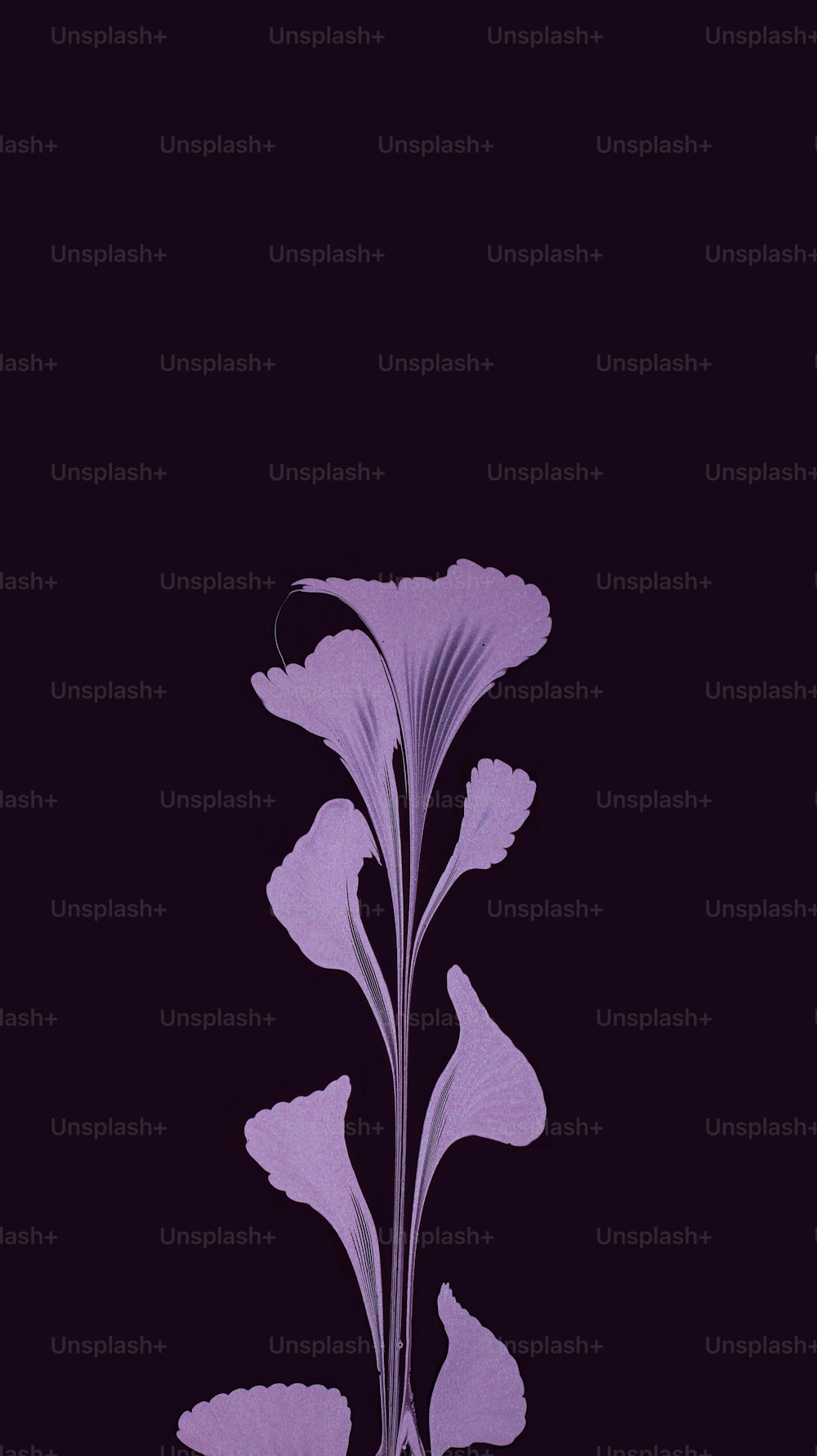 une fleur violette sur fond noir