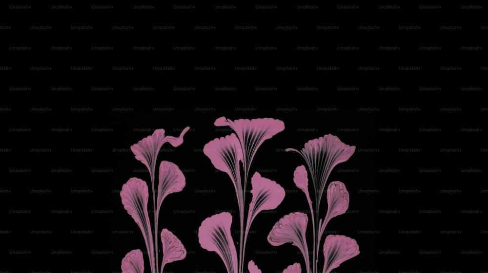 Un grupo de flores rosadas sobre un fondo negro