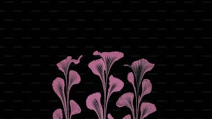 a group of pink flowers on a black background
