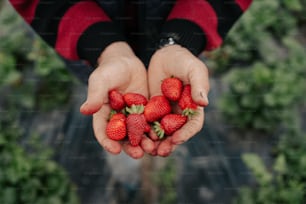 a person holding a handful of strawberries in their hands