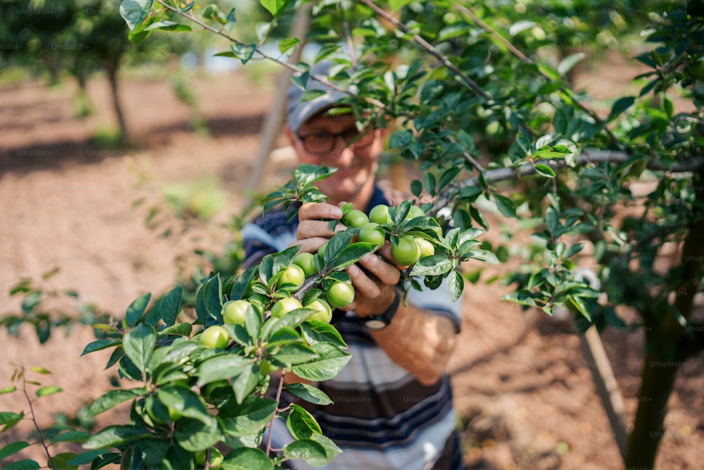 Un homme cueillant des fruits verts dans un arbre