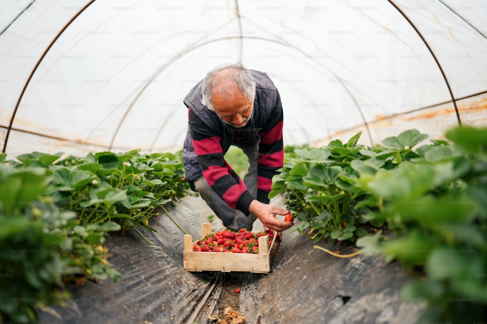 Un uomo che raccoglie fragole in una serra