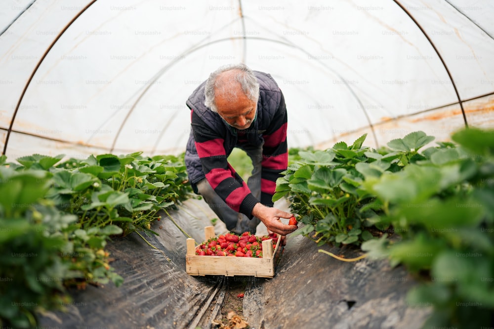 a man picking strawberries in a greenhouse