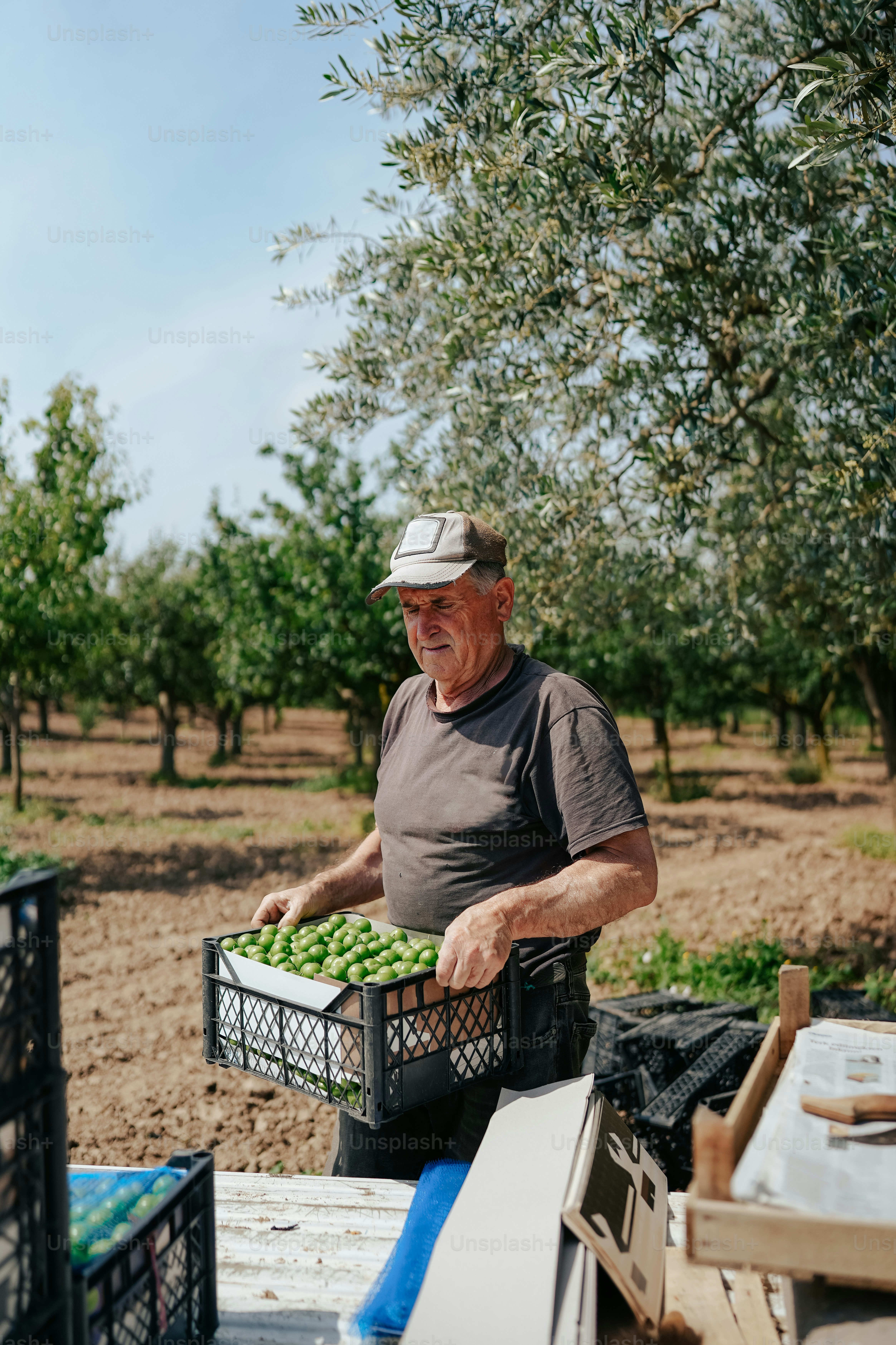 A man standing in a field holding a bucket of fruit photo – Farmer ...