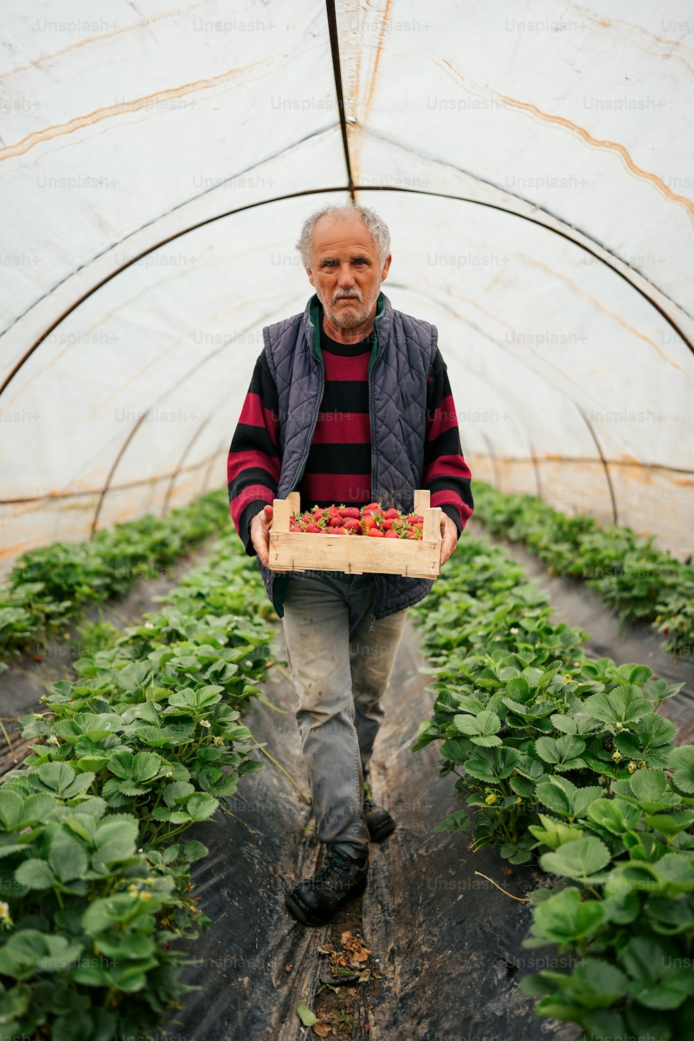 Un homme tenant une boîte de fraises dans une serre
