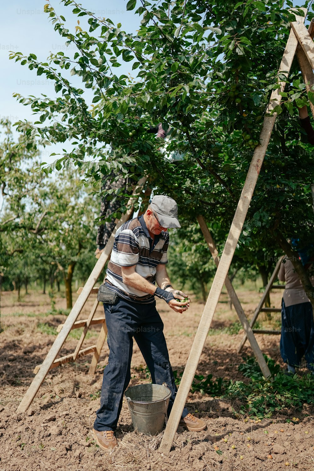 Un hombre está trabajando en un árbol en un campo