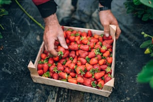 a person picking strawberries from a box