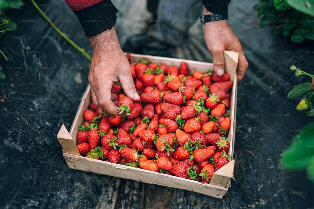 eine person, die erdbeeren aus einer kiste pflückt