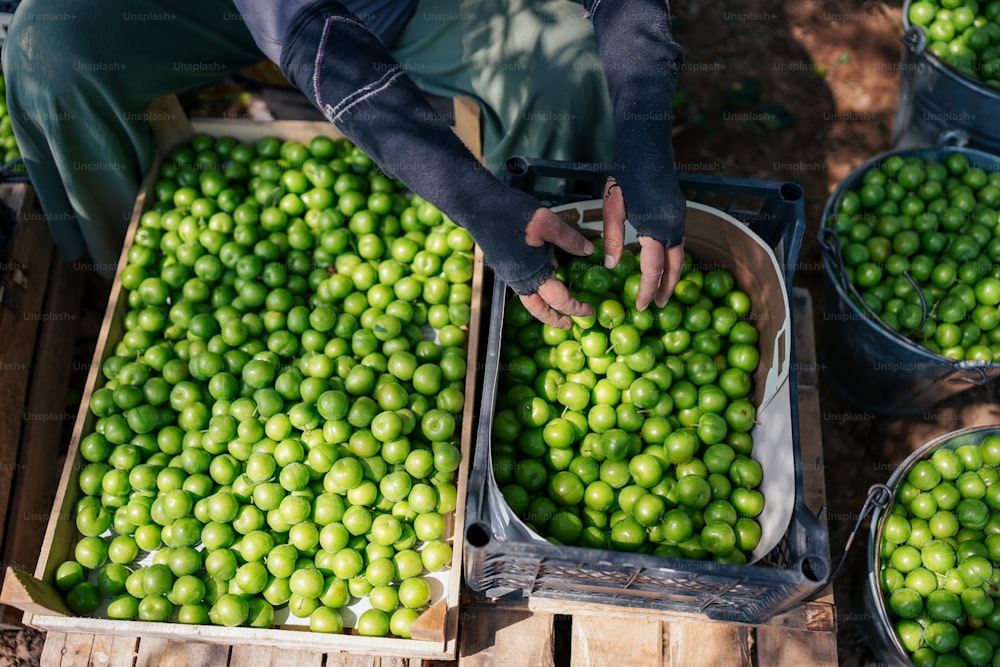 a person is picking up some green fruit