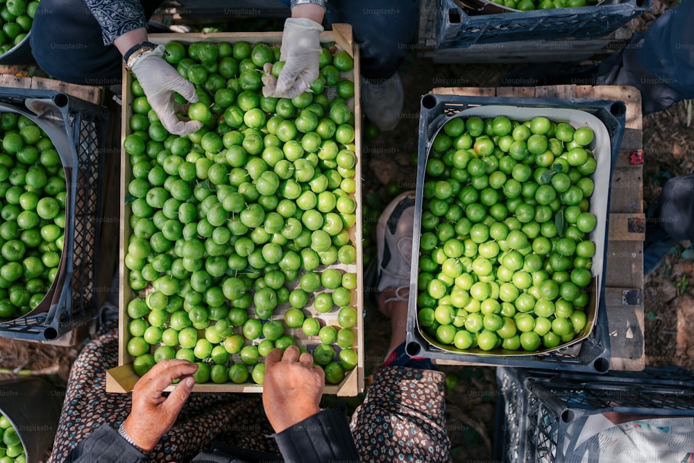 a person holding a box of limes in their hands
