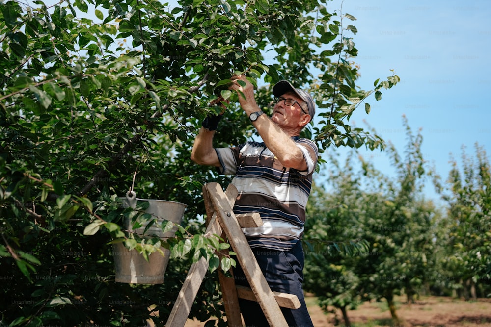 a man standing on a ladder picking leaves off of a tree