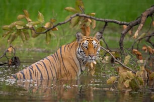a tiger in a body of water surrounded by trees
