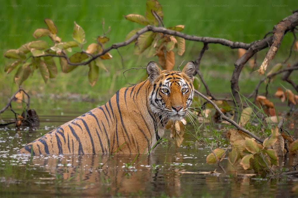 a tiger in a body of water surrounded by trees