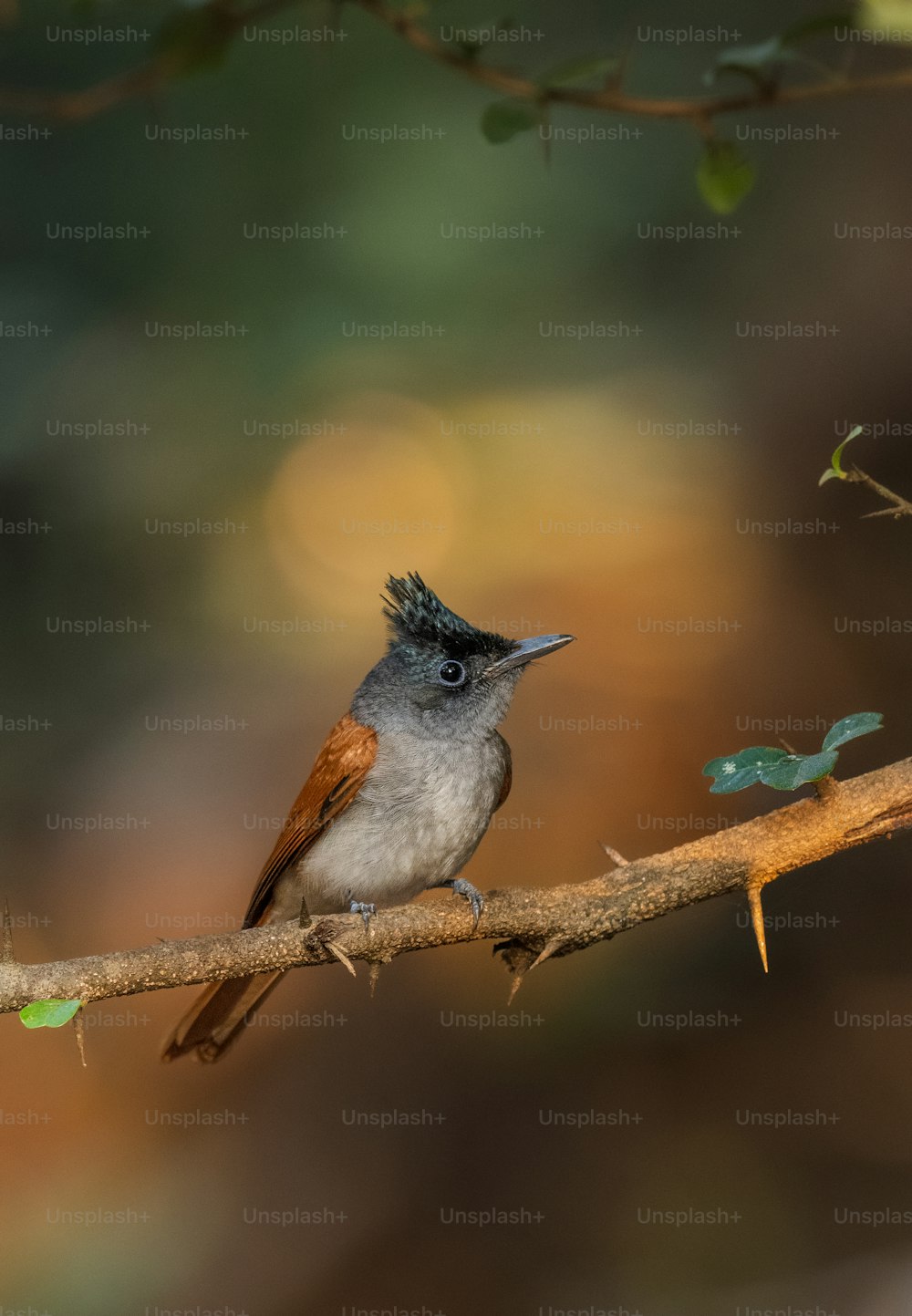 a small bird sitting on a branch in a tree