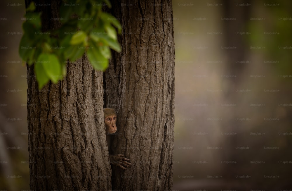 a monkey peeking out from behind a tree
