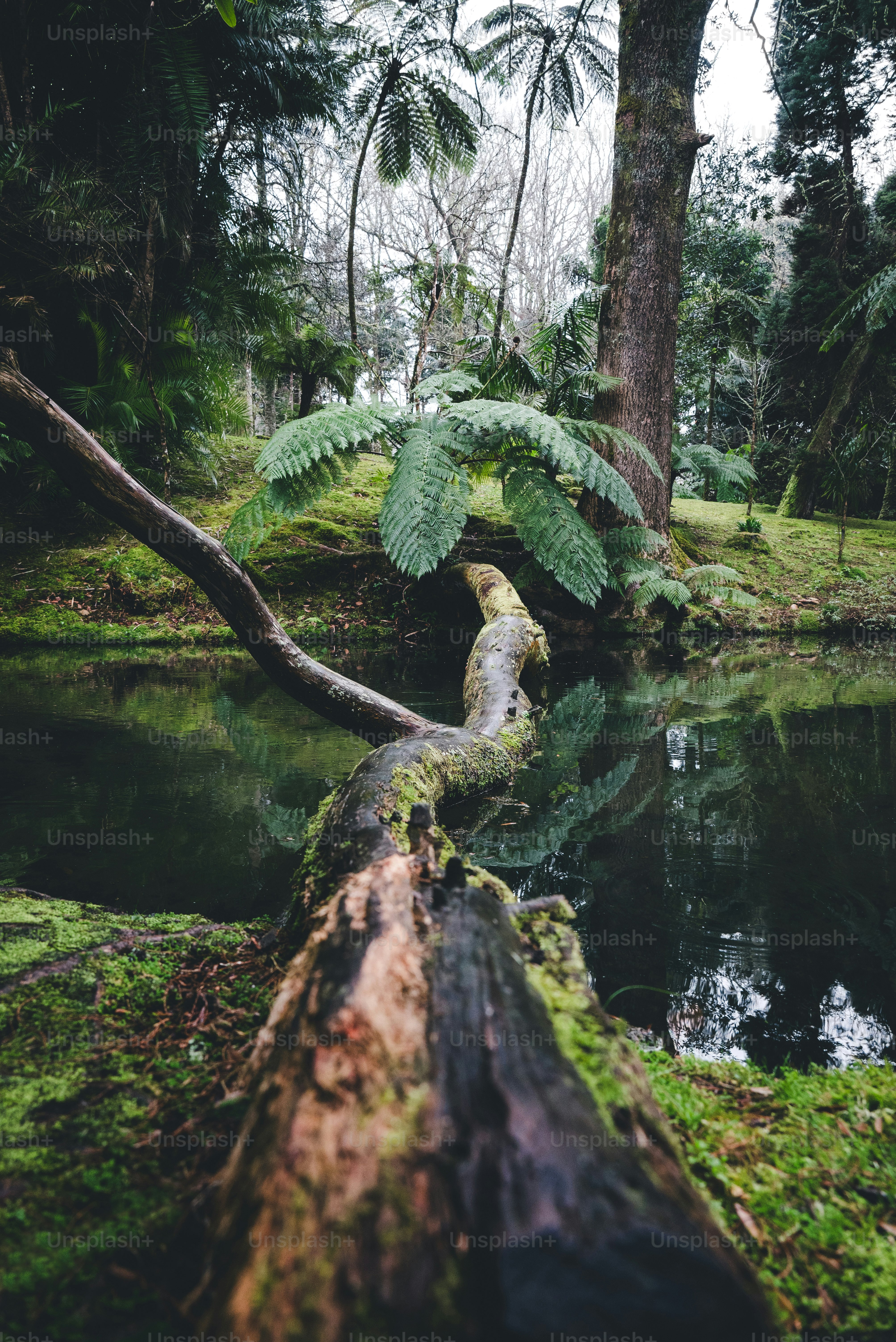 森の真ん中にある倒木