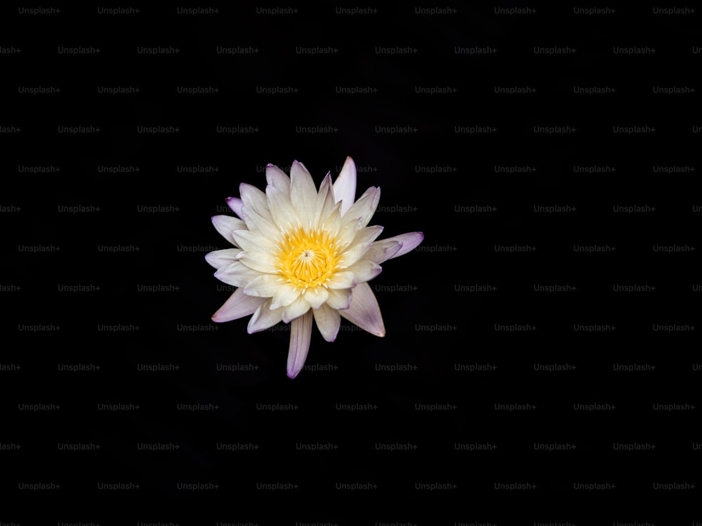 a white and yellow flower on a black background