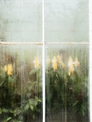a close up of a window with flowers in it