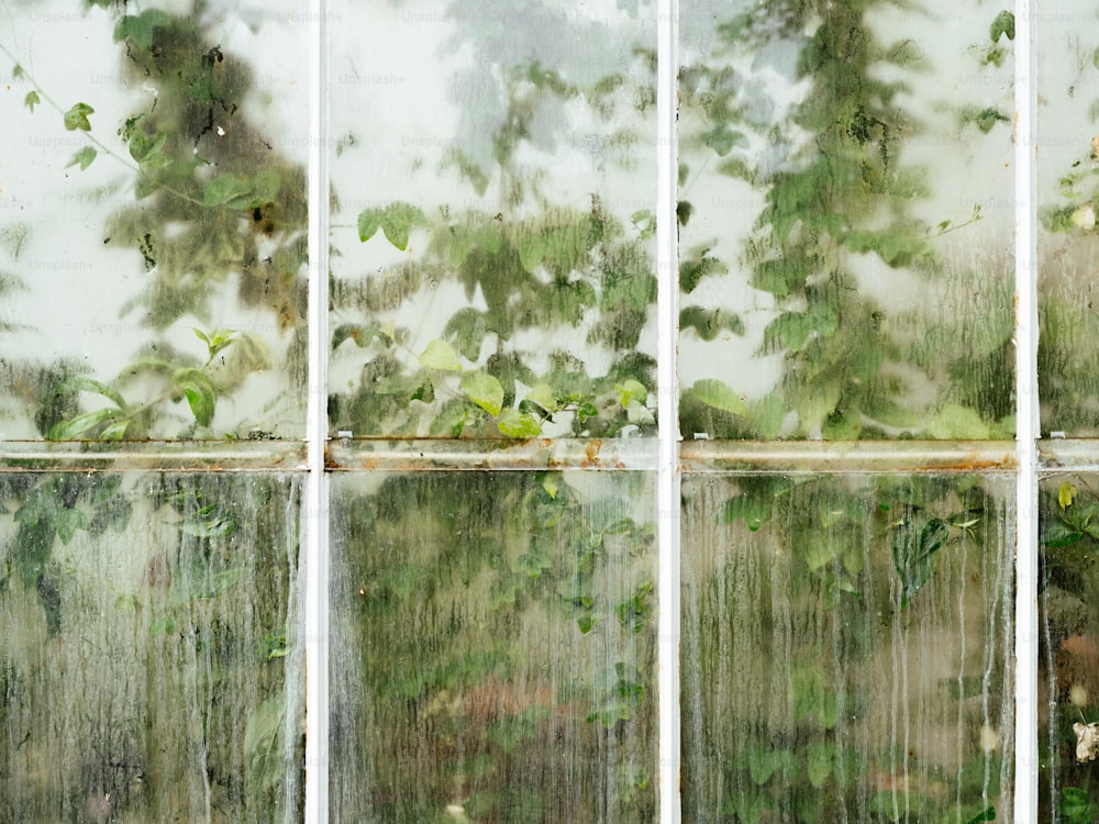 une fenêtre avec un bouquet de feuilles vertes dessus